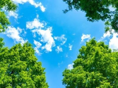 空と木イメージ｜ザ・パークハウス千歳烏山グローリオ